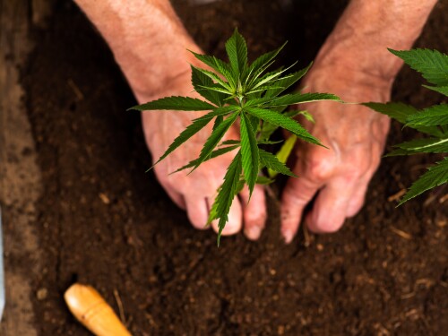 Person planting industrial hemp in the soil, cannabis legalization, gradual progress, growth