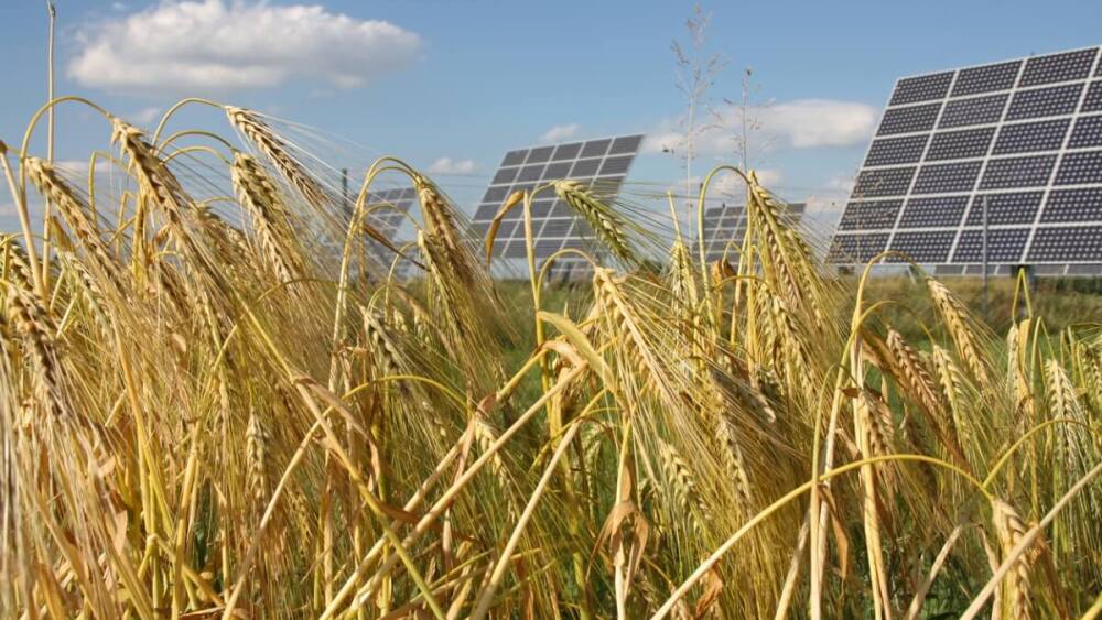 Solar Energy Panels Wheat Field