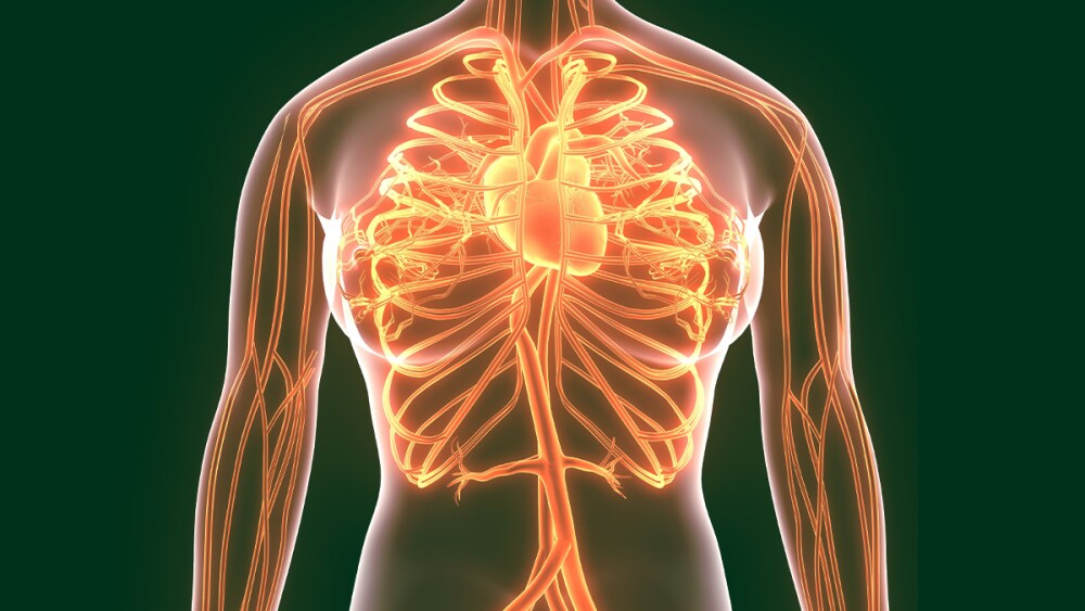 The Human Circulatory System