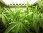 Cannabis Plants 
