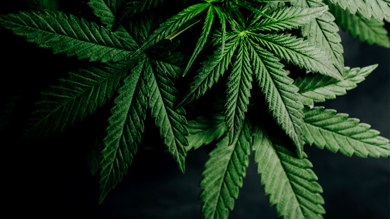 Cannabis Plant, cannabis stocks