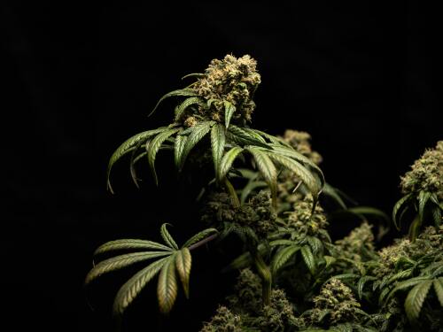 cannabis-ETF-stock
