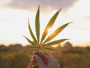 Cannabis Leaf 