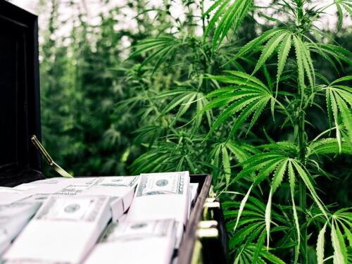 Cash Marijuana Cannabis Plant Stock