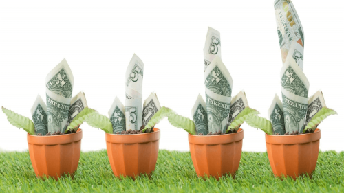 cash growth pots grass
