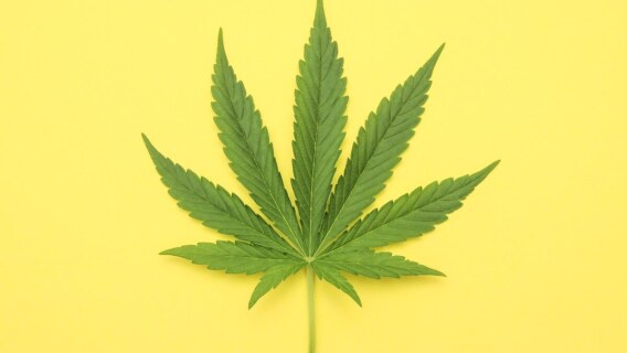 Marijuana Leaf Yellow