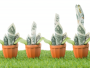 cash growth pots grass