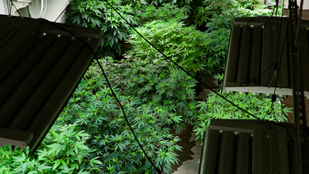 marijuana-grow-room.png