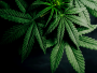 Cannabis Plant 