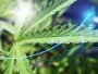 Cannabis leaf with upward sloping arrow signifying a strong start to 2024 for cannabis stocks