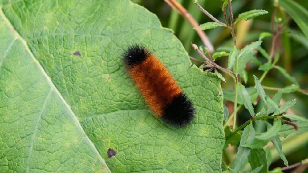 Insect Leaf Caterpillar Wooly Mammoth