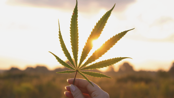 Cannabis Leaf representing marijuana stocks, marijuana sector