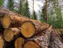 Forest industry timber wood harvesting timber investment, timber stocks, timber REIT
